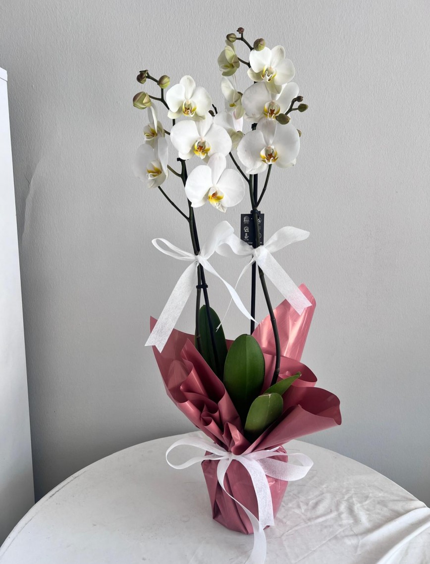 Beyaz İki Dallı Orkide