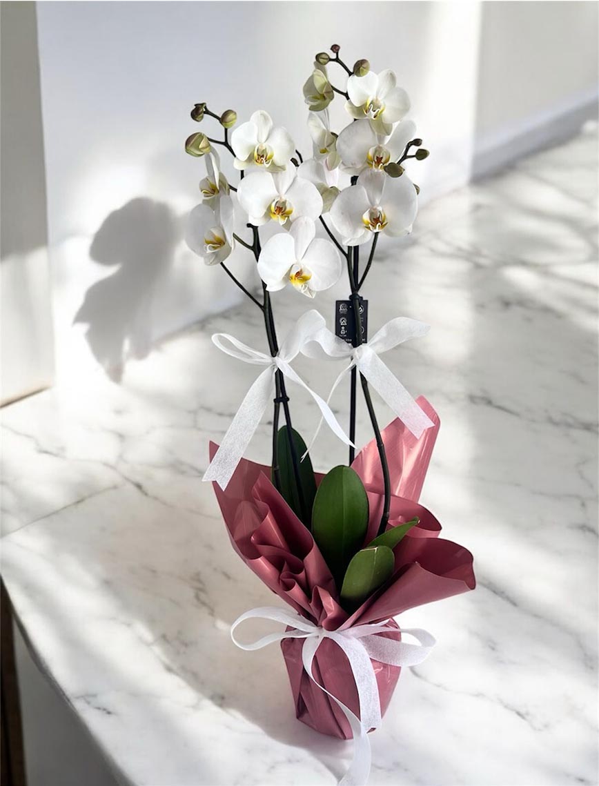 Beyaz İki Dallı Orkide