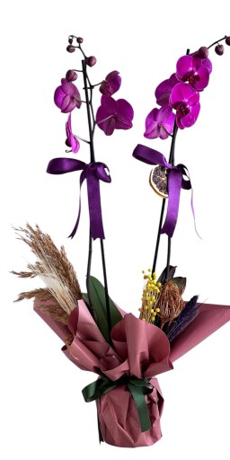 Mor Orkide